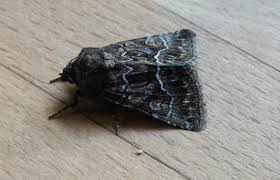 Attēlu rezultāti vaicājumam “Thalpophila matura”