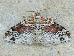 Attēlu rezultāti vaicājumam “Xanthorhoe ferrugata”