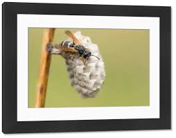 Attēlu rezultāti vaicājumam “Polistes nimpha”