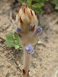Attēlu rezultāti vaicājumam “Orobanche coerulescens flower”