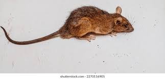 Attēlu rezultāti vaicājumam “Muridae”