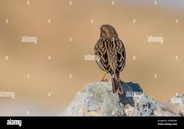 Image result for Emberiza calandra