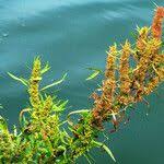 Attēlu rezultāti vaicājumam “Rumex maritimus fruit”