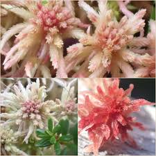 Attēlu rezultāti vaicājumam “Sphagnum russowii”