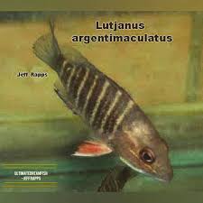 Image result for Lutjanus alexandrei