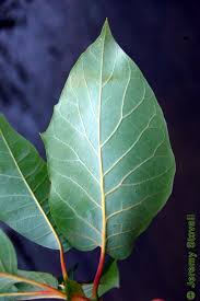 Attēlu rezultāti vaicājumam “Subularia aquatica leaf”