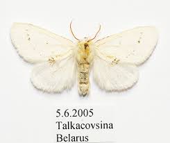 Attēlu rezultāti vaicājumam “Leucodonta bicoloria imago”