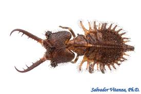 Attēlu rezultāti vaicājumam “Myrmeleontidae”