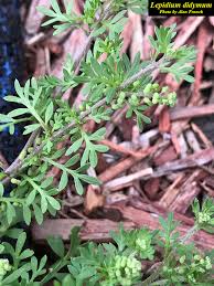 Attēlu rezultāti vaicājumam “Enteridium liceoides”