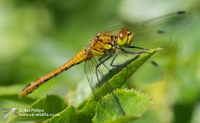 Attēlu rezultāti vaicājumam “Sympetrum sanguineum female”