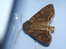 Attēlu rezultāti vaicājumam “Lacanobia suasa”