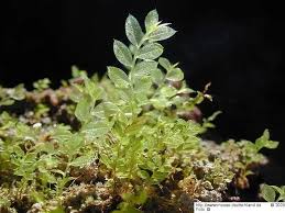 Attēlu rezultāti vaicājumam “Mnium stellare”