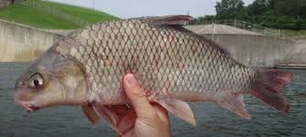 Image result for Carpiodes velifer