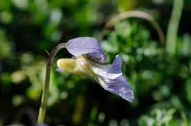 Attēlu rezultāti vaicājumam “Viola canina leaf”