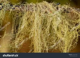 Attēlu rezultāti vaicājumam “Bryoria capillaris”