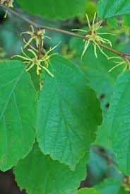 Attēlu rezultāti vaicājumam “Hamamelis virginiana”