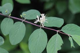 Attēlu rezultāti vaicājumam “Lonicera xylosteum flower”