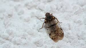 Attēlu rezultāti vaicājumam “Cixiidae”