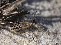 Attēlu rezultāti vaicājumam “Ectobius sylvestris female”