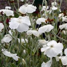 Image result for Lychnis coronaria alba