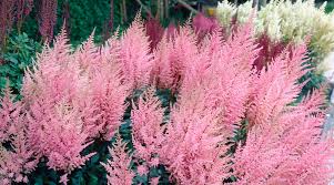 Image result for Astilbe