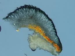 Attēlu rezultāti vaicājumam “Mycoblastus sanguinarius”