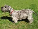 Cesky Terrier | Dog Breeds A-Z