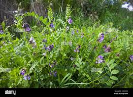 Attēlu rezultāti vaicājumam “Vicia sepium”