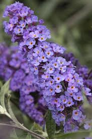 Image result for Buddleja davidii