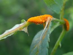 Attēlu rezultāti vaicājumam “Phragmidium sp.”