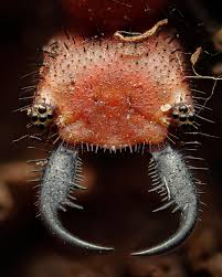 Attēlu rezultāti vaicājumam “Myrmeleontidae imago”