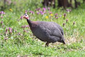 Attēlu rezultāti vaicājumam “Numida meleagris adult”