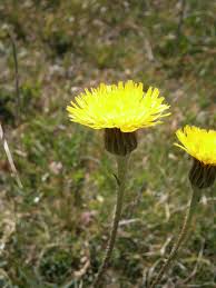 Attēlu rezultāti vaicājumam “Hypochaeris maculata leaf”