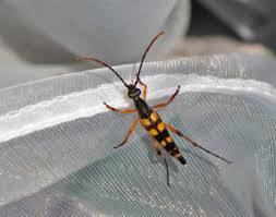 Attēlu rezultāti vaicājumam “Strangalia attenuata”