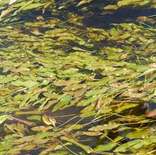 Attēlu rezultāti vaicājumam “Potamogetonaceae”