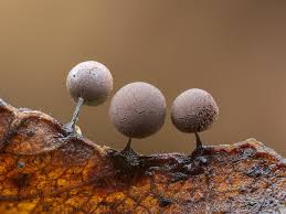 Attēlu rezultāti vaicājumam “Collaria rubens”