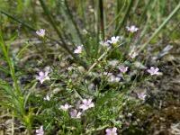 Attēlu rezultāti vaicājumam “Gypsophila fastigiata”