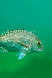 Image result for Pagrus auratus