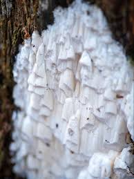 Attēlu rezultāti vaicājumam “Antrodiella”