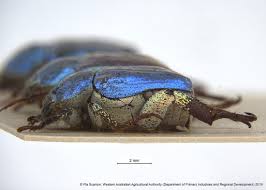 Attēlu rezultāti vaicājumam “Hoplia parvula imago”