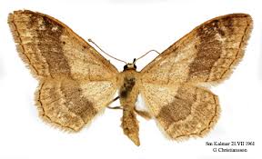 Attēlu rezultāti vaicājumam “Idaea aversata”