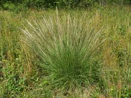 Attēlu rezultāti vaicājumam “Molinia caerulea”