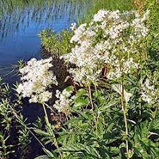 Attēlu rezultāti vaicājumam “Filipendula ulmaria  flower”