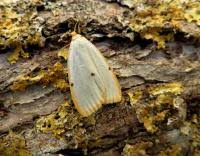 Attēlu rezultāti vaicājumam “Cybosia mesomella”