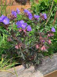 Image result for Geranium `Purple Haze`