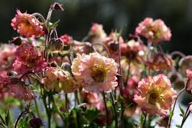 Attēlu rezultāti vaicājumam “Geum”