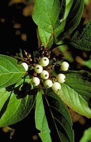 Attēlu rezultāti vaicājumam “Cornus sericea fruit”