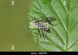 Attēlu rezultāti vaicājumam “Ptychoptera sp. female”