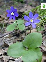 Attēlu rezultāti vaicājumam “Hepatica nobilis flower”