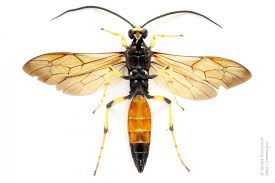 Attēlu rezultāti vaicājumam “Ichneumonidae imago”